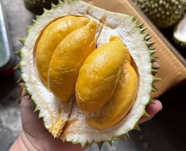 Sầu riêng mini giá rẻ bèo đổ bộ chợ Việt-2