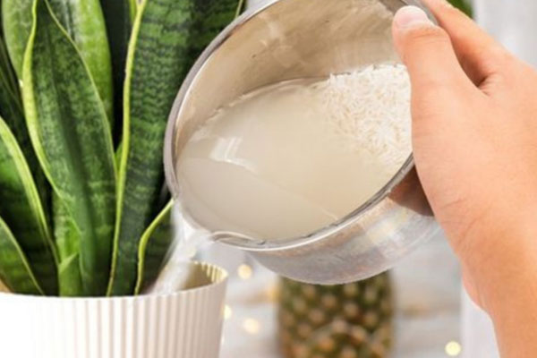 Có nhất thiết loại bỏ đường chỉ đen trên lưng tôm?-2