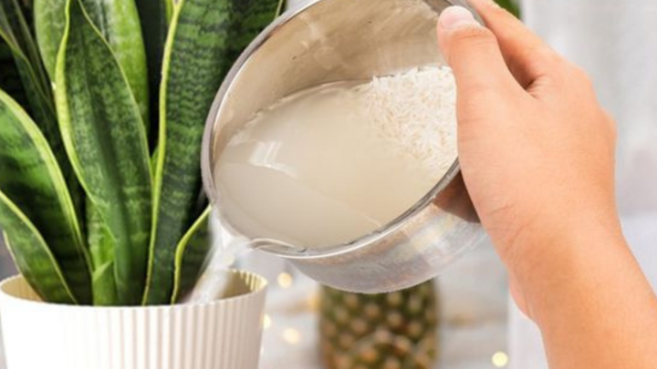 Có nên dùng nước vo gạo tưới cây trực tiếp?-1