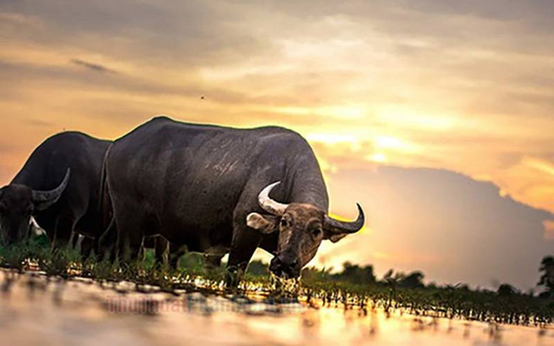 Tử vi ngày 19/5/2024: Giờ tốt, màu sắc cát tường và con số may mắn hôm nay cho 12 con giáp-2