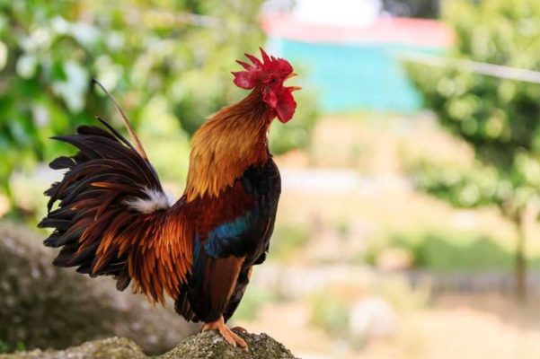 Tử vi ngày 19/5/2024: Giờ tốt, màu sắc cát tường và con số may mắn hôm nay cho 12 con giáp-10