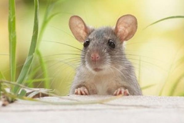 Tử vi vui 12 cung hoàng đạo ngày 20/5: Song Tử phát triển, Nhân Mã chậm trễ-2