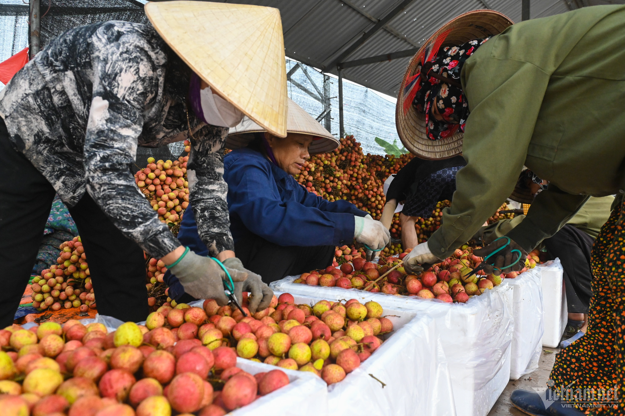 Thương nhân Trung Quốc sang thu mua, giá vải thiều cao chót vót-2