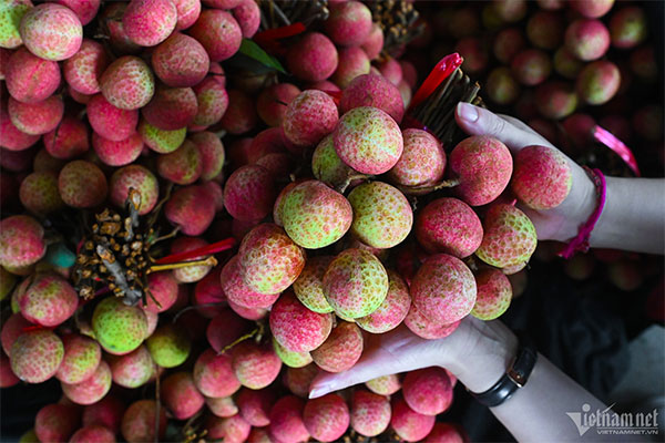 Vải thiều Thanh Hà xuất sang Úc, lên kệ siêu thị giá gần 600.000 đồng/kg-4