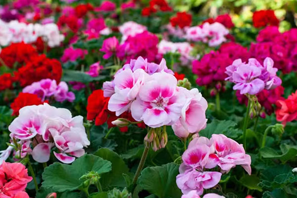 Cách trồng cây lưỡi hổ bằng lá cực kỳ đơn giản-3