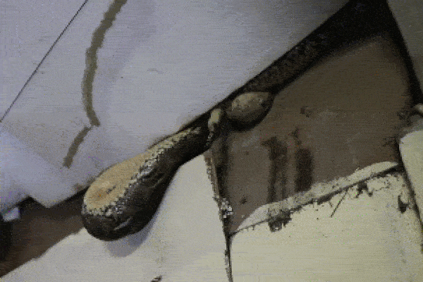 Chuẩn bị đi ngủ, chủ cửa hàng la hét bỏ chạy khi thấy cảnh đáng sợ