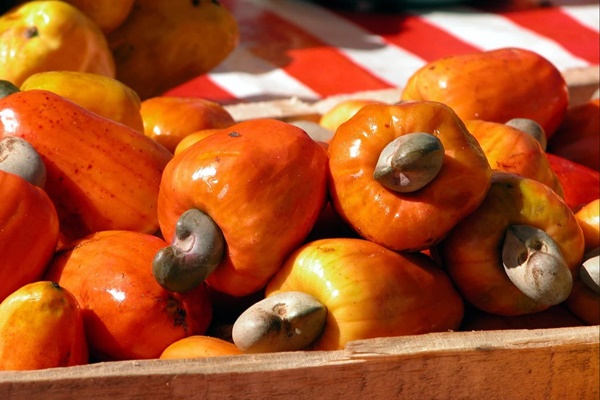 Trung Quốc liên tục săn mua một loại hạt của Việt Nam: Có lợi ích gì mà được ưa chuộng đến vậy?-1