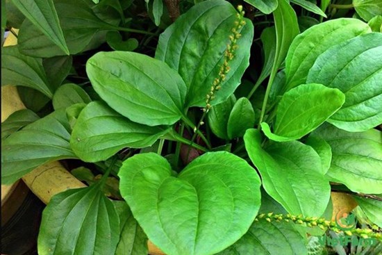 1 loại lá mọc dại, pha với nước thành 