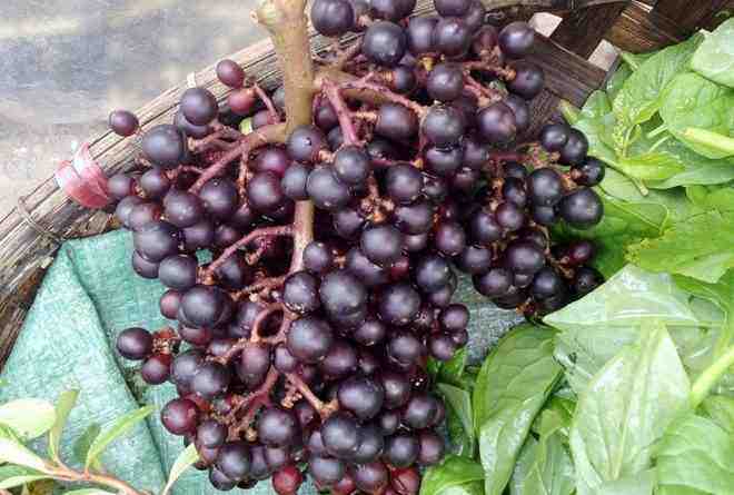 Loại quả mọc dại giờ được giới sành ăn lùng mua, giá bán 120.000 đồng/kg vẫn ‘cháy hàng’-2