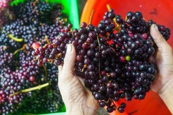 Loại mít tí hon trước rụng đầy gốc không ai nhặt, giờ giá lên đến 90.000 đồng/kg-4