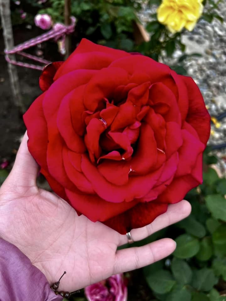 Diệu Hương đóng vai San trong ‘Hoa hồng trên ngực trái’ bây giờ ra sao?-9