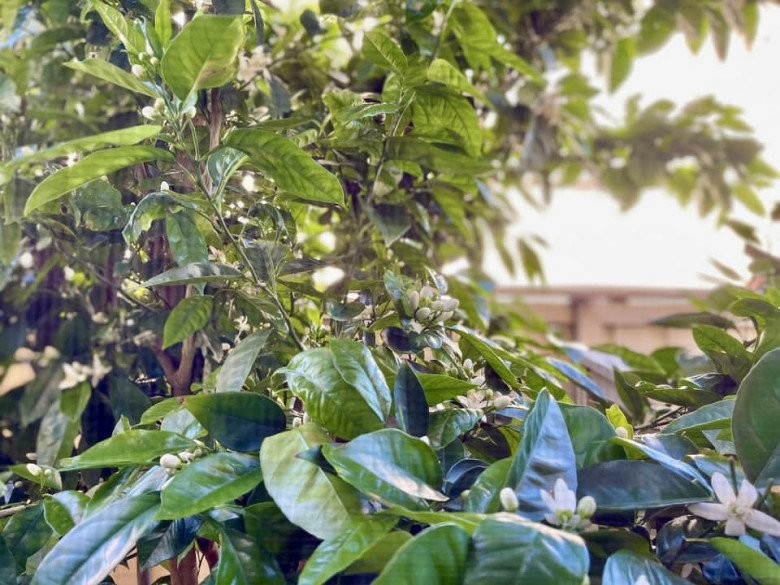 Diệu Hương đóng vai San trong ‘Hoa hồng trên ngực trái’ bây giờ ra sao?-14