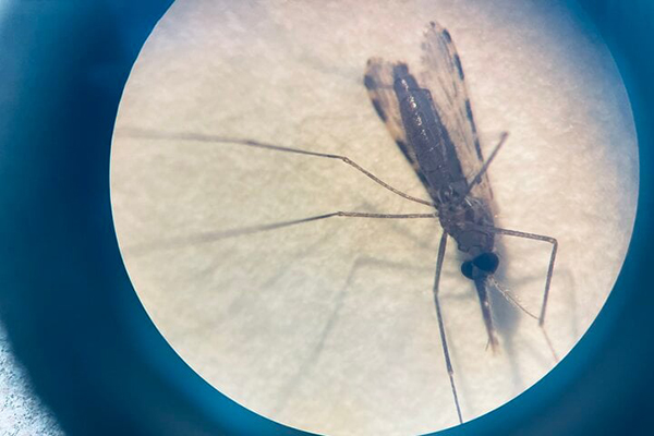 Nên ăn gì để giải rượu?-2