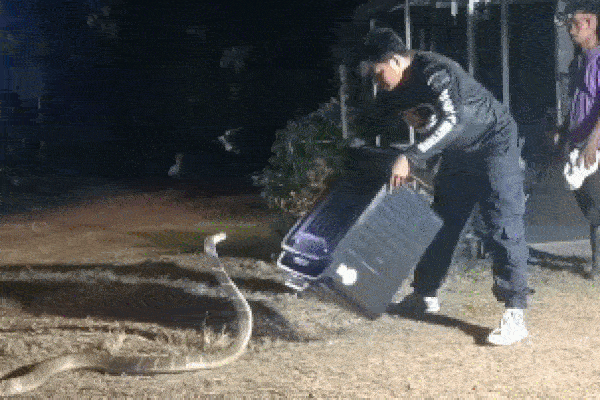 Clip: Bắt sống rắn hổ mang chúa dài 6m, nặng 20kg lao vào nhà dân-1