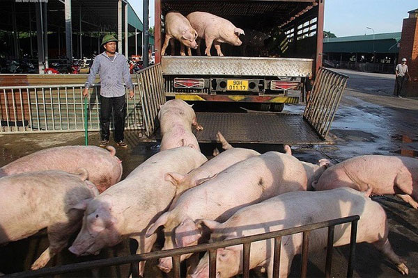 Giá lợn hơi tăng mạnh, vì sao hộ chăn nuôi vẫn thấp thỏm” ngại tái đàn?-1