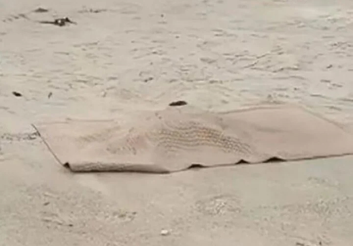 Xét nghiệm ADN thi thể nghi của cháu bé 6 tuổi mất tích lúc đi gửi trẻ-1