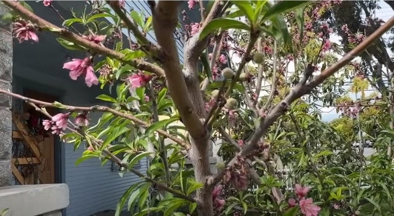 Căn nhà 16 tỷ của diễn viên Đức Tiến tại Mỹ trước khi qua đời-16