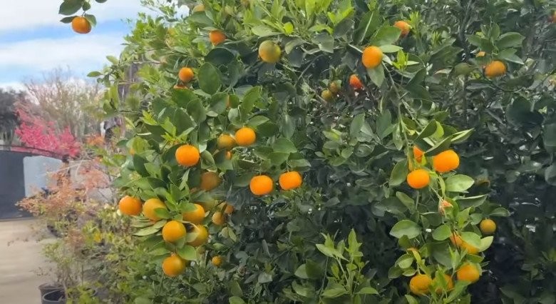 Căn nhà 16 tỷ của diễn viên Đức Tiến tại Mỹ trước khi qua đời-22