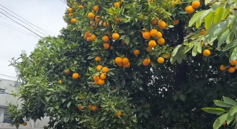 Căn nhà 16 tỷ của diễn viên Đức Tiến tại Mỹ trước khi qua đời-26