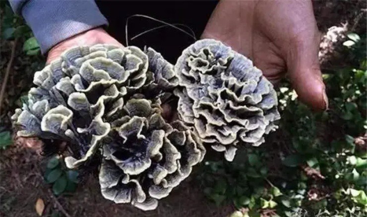 Xà lách héo khô trồi lên từ lòng đất, là của hiếm chỉ dành cho nhà giàu, hơn 2,6 triệu đồng/kg-2