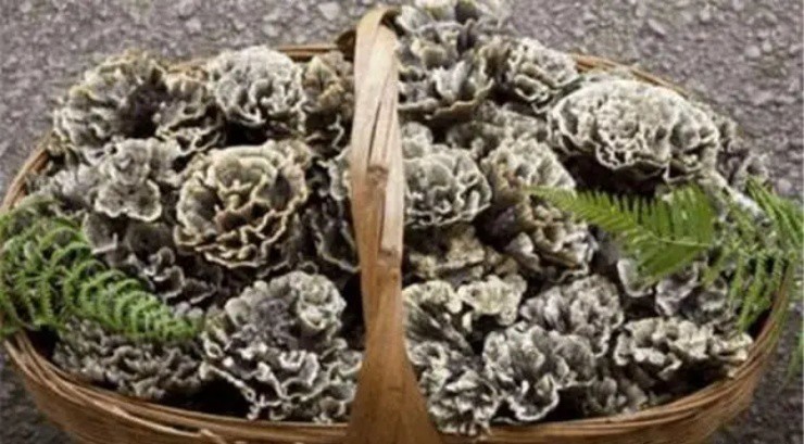 Xà lách héo khô trồi lên từ lòng đất, là của hiếm chỉ dành cho nhà giàu, hơn 2,6 triệu đồng/kg-3