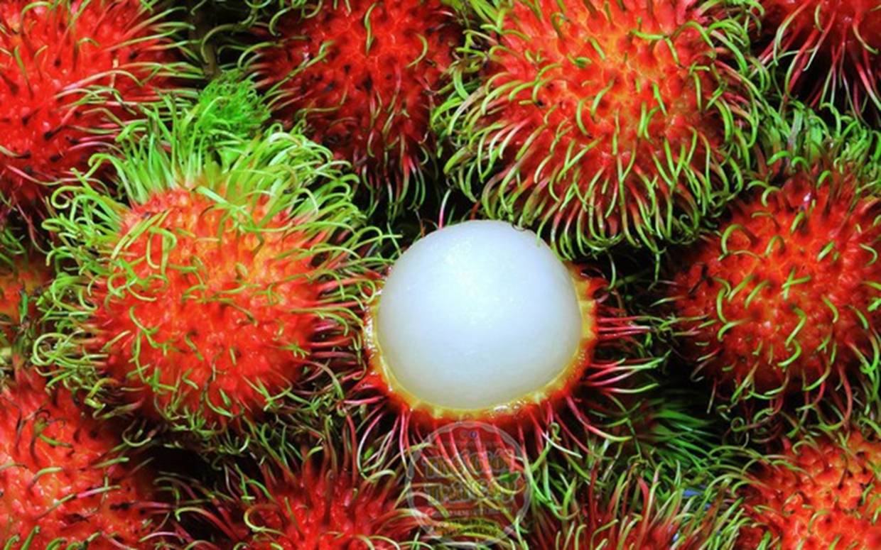 Chọn chôm chôm đừng vội nhìn vào hình thức đẹp: Một chi tiết trên vỏ cho biết quả ngon, tróc vỏ, dày cùi-2