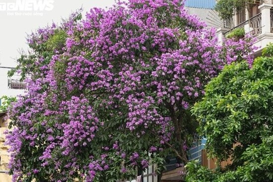 Hoa bằng lăng có ăn được?