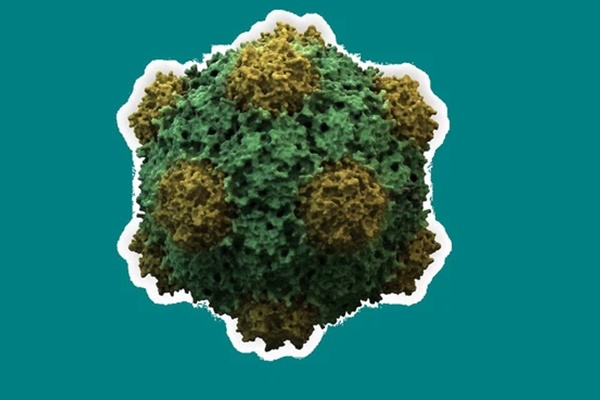Một virus thực vật có tiềm năng chặn ung thư di căn-1
