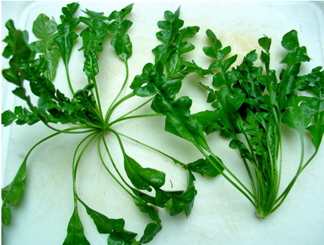 Ăn 1 mớ rau này tốt ngang thịt bò, giá rẻ bèo mà nấu gì cũng ngon-1