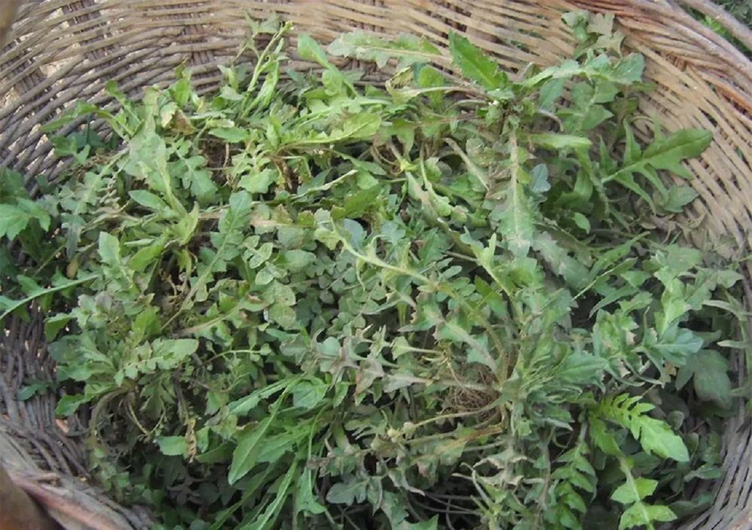 Ăn 1 mớ rau này tốt ngang thịt bò, giá rẻ bèo mà nấu gì cũng ngon-2