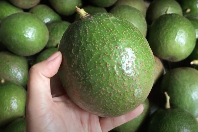 Chọn bơ lấy quả có vỏ láng mịn là sai hoàn toàn: Muốn mua được bơ ngon, hãy chú ý phần này-1