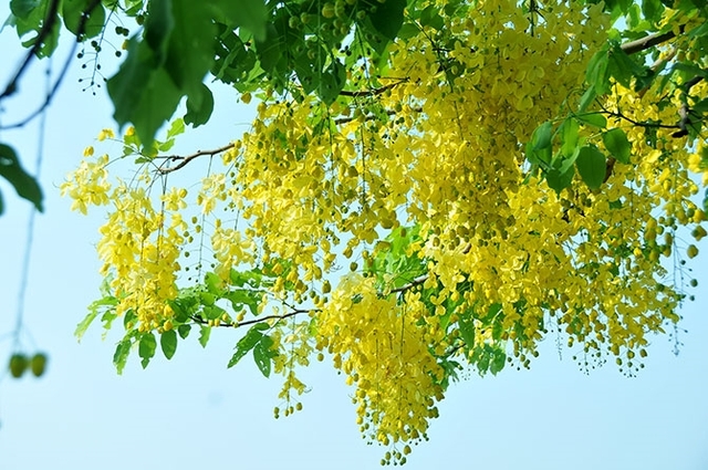 Loài hoa vàng rực nở rộ trên phố vào mùa hè, có cái tên nghe đáng sợ nhưng đẹp rực rỡ và tốt cho phong thủy-1