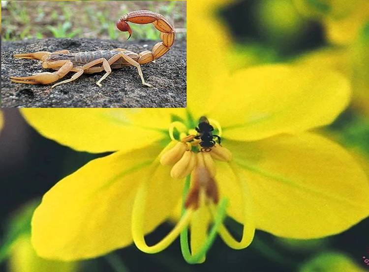 Loài hoa vàng rực nở rộ trên phố vào mùa hè, có cái tên nghe đáng sợ nhưng đẹp rực rỡ và tốt cho phong thủy-2