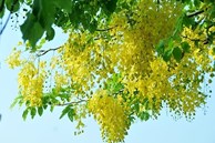 Loài hoa vàng rực nở rộ trên phố vào mùa hè, có cái tên nghe đáng sợ nhưng đẹp rực rỡ và tốt cho phong thủy