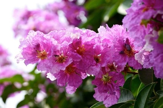 Những bài thuốc trị bệnh từ bằng lăng
