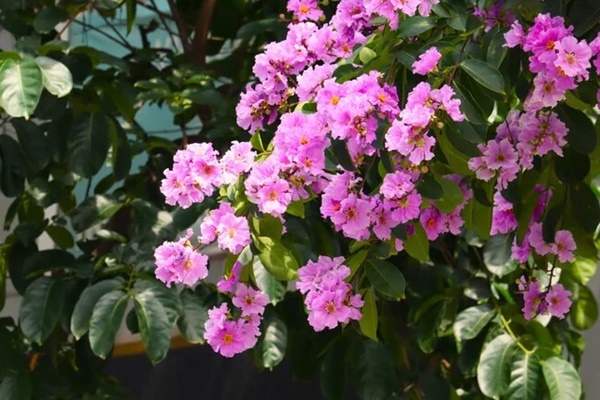 Những bài thuốc trị bệnh từ bằng lăng-1