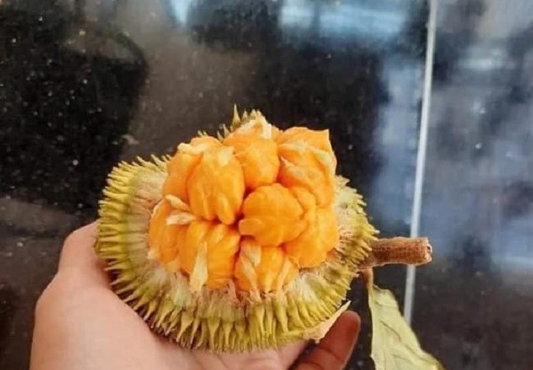 Loại mít tí hon trước rụng đầy gốc không ai nhặt, giờ giá lên đến 90.000 đồng/kg-1