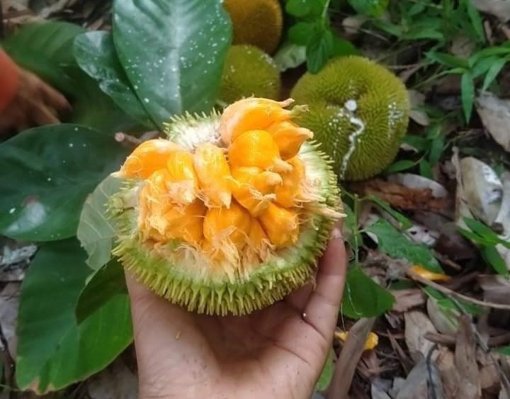 Loại mít tí hon trước rụng đầy gốc không ai nhặt, giờ giá lên đến 90.000 đồng/kg-3