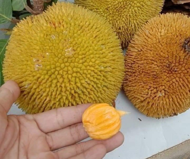 Loại mít tí hon trước rụng đầy gốc không ai nhặt, giờ giá lên đến 90.000 đồng/kg-2