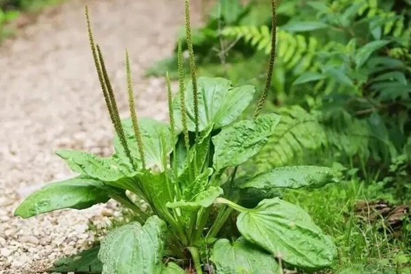 Cây mã đề có công dụng gì với sức khoẻ?-1