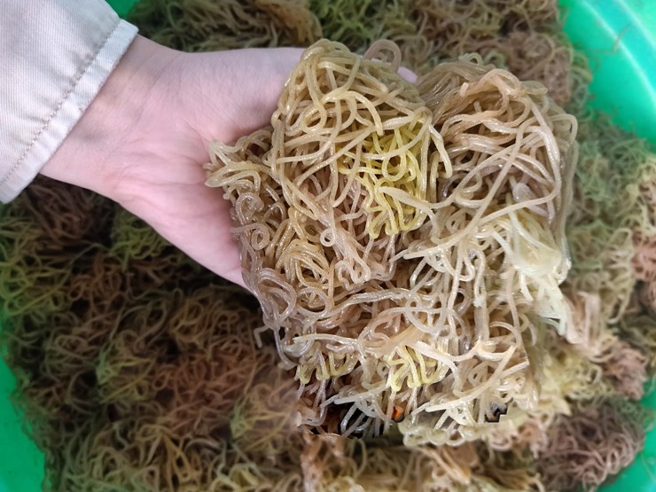 Người dân đi vớt bún sông” đem bán giá hơn 100.000 đồng/kg-1