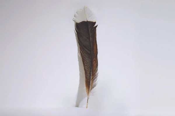 Chiếc lông chim đắt nhất thế giới được bán với giá hơn 700 triệu đồng-1
