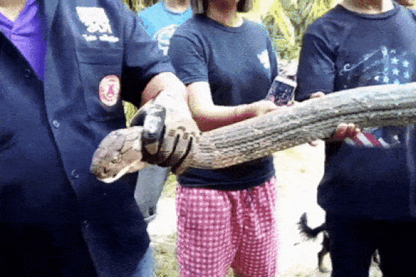Clip: Bắt sống rắn hổ mang chúa khổng lồ dài 4,5m bò vào bếp nhà dân-1