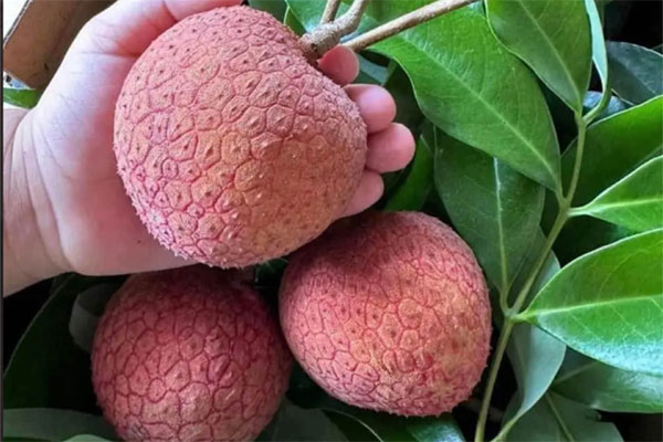 Thủ phủ vải thiều Lục Ngạn mất mùa, giá tăng gấp rưỡi-16