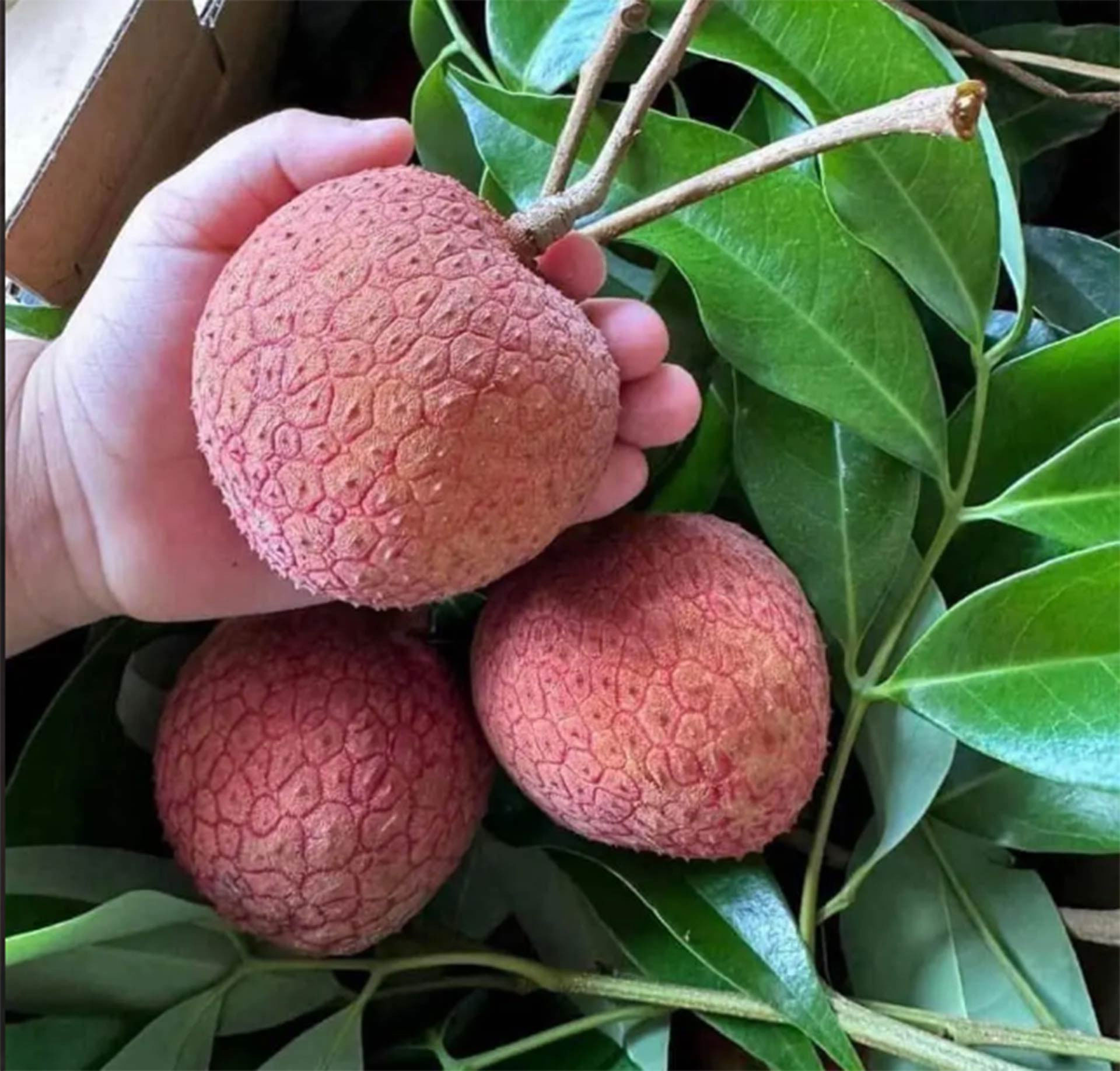 Vải thiều khổng lồ giá siêu đắt đỏ vẫn cháy hàng-1