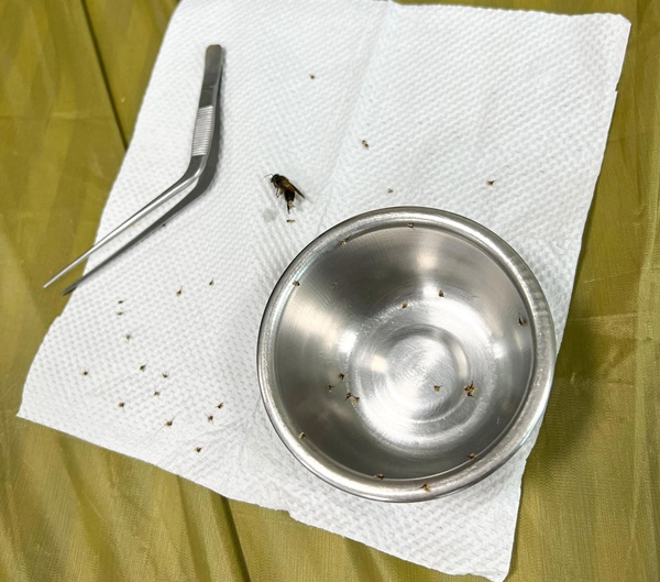 Vụ ong đốt người ở Hải Phòng: Tuyệt đối đừng la hét, đừng xua tay, chuyên gia nói bạn chỉ nên làm duy nhất một điều này-6