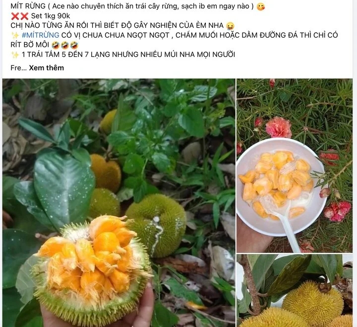 Khách săn lùng mít tí hon quả bằng nắm tay, có vị chua độc lạ-1