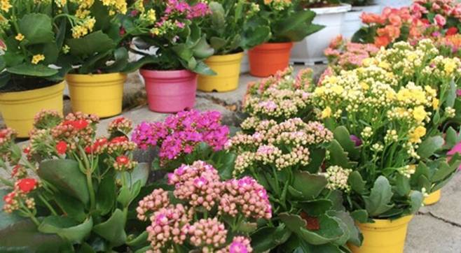4 loài hoa cứ ngắt lá vùi vào đất là sống-1