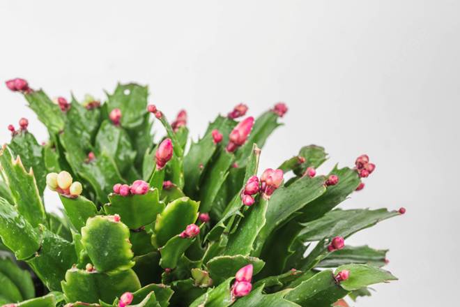 4 loài hoa cứ ngắt lá vùi vào đất là sống-2