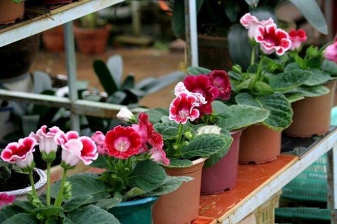 4 loài hoa cứ ngắt lá vùi vào đất là sống-3